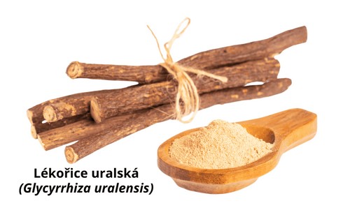 Lékořice uralská
